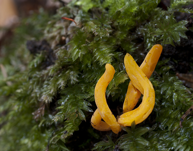 Clavulinopsis laeticolor